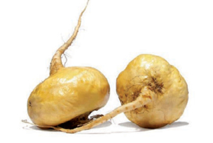 Maca