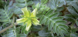 Tribulus